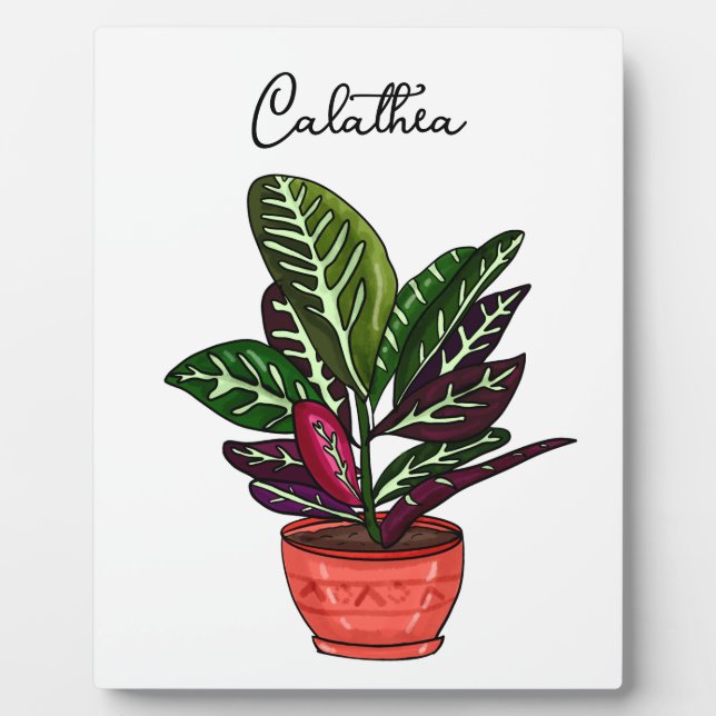 Plaque Photo Calathea dessinée à la main (Devant)