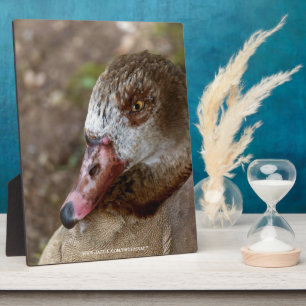 Plaque Photo Canard
