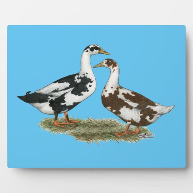 Plaque Photo Canards Ancona Pair (Devant)