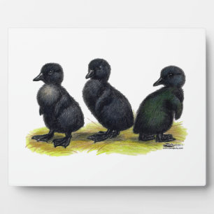 Plaque Photo Canetons Black Cayuga
