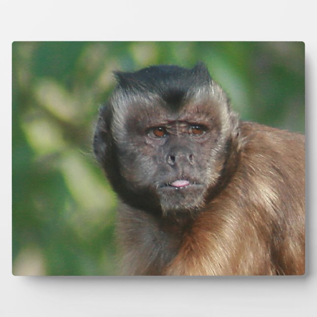 Plaque Photo Capuchin Singe Mignonne Mais Cranky (Devant)