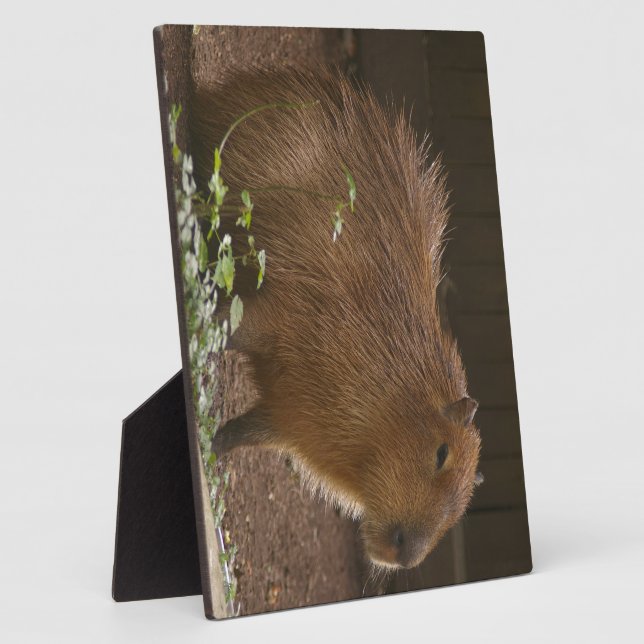 Plaque Photo Capybara (Côté)