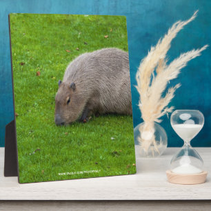 Plaque Photo Capybara Extraordinaire