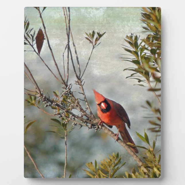 Plaque Photo Cardinal de Wax Myrtle (Devant)