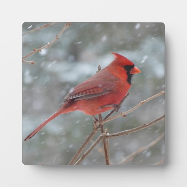 Plaque Photo Cardinal rouge dans la neige (Devant)