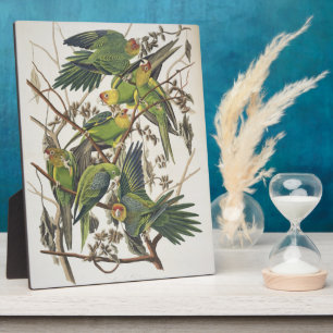 Plaque Photo Carolina Parakeet, de 'Birds of America', 1829