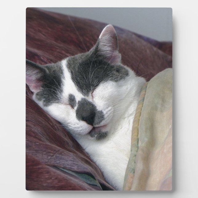 Plaque Photo Cat Napping (Devant)