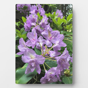 Plaque Photo Catawbiense Boursault Rhododendrons, Oregon