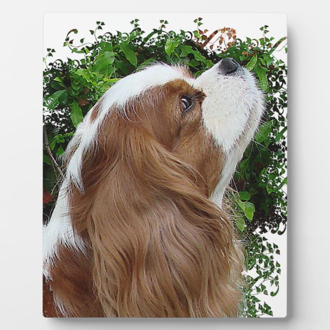 Plaque Photo Cavalier King Charles Spaniel (Devant)