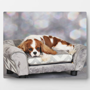 Plaque Photo Cavalier King Charles Spaniel - Remington