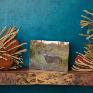 Plaque Photo Cerf à queue blanche Automne au Texas