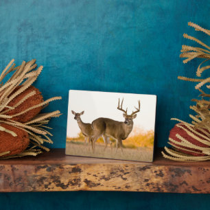 Plaque Photo Cerf à queue blanche Automne au Texas