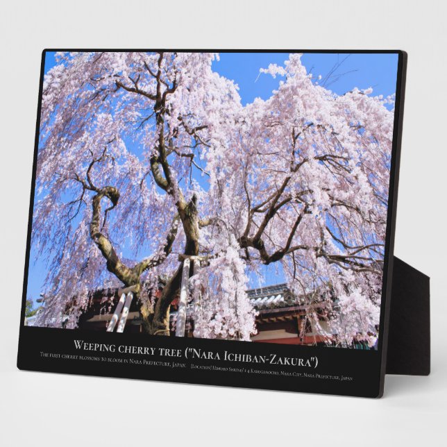 Plaque Photo Cerisier en pleurs ("Nara Ichiban-Zakura") (Côté)