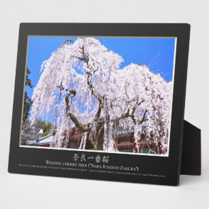 Plaque Photo Cerisier en pleurs ("Nara Ichiban-Zakura")