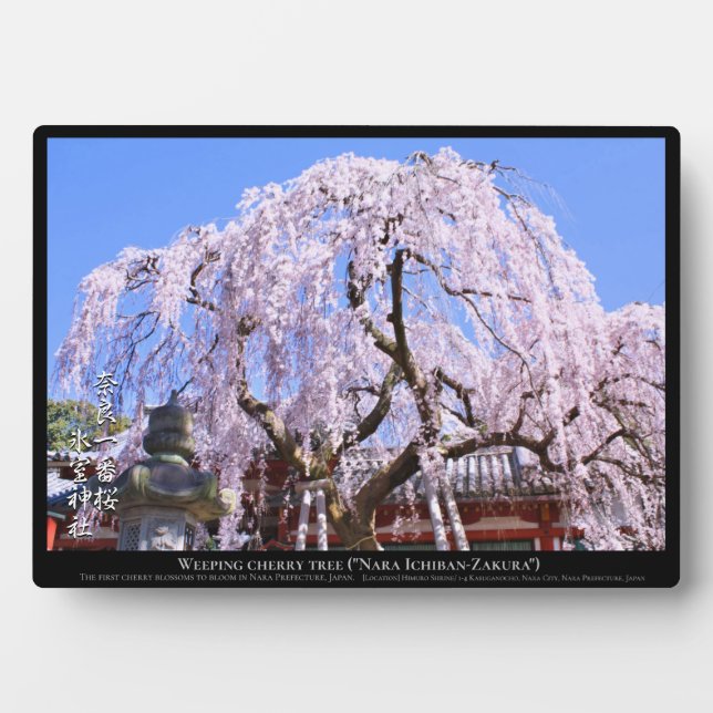 Plaque Photo Cerisier en pleurs ("Nara Ichiban-Zakura") (Devant)