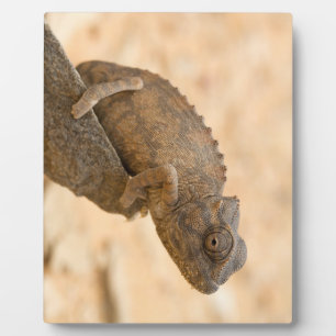 Plaque Photo Chameleon en Namibie
