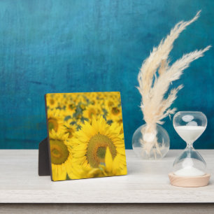 Plaque Photo Champ jaune de tournesols photo