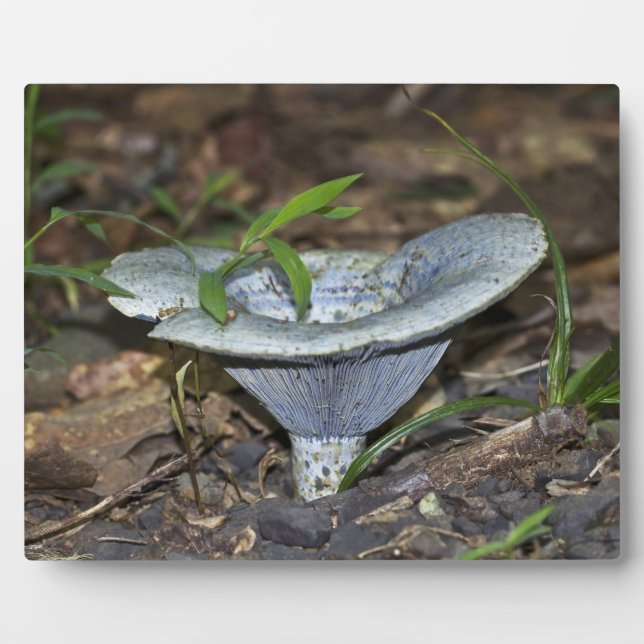 Plaque Photo Champignon bleu Lactarius indigo (Devant)