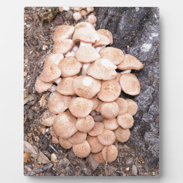 Plaque Photo champignons sans anneau (Devant)
