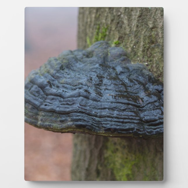 Plaque Photo Champignons sur un tronc d'arbre dans la forêt (Devant)
