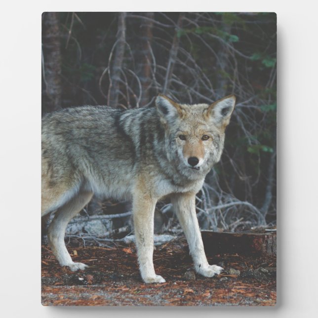 Plaque Photo Chasse au coyote (Devant)