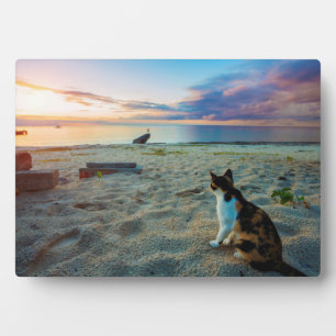 Plaque Photo Chat Assis Sur Une Plage