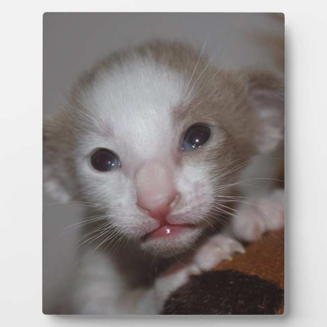 Plaque Photo Chaton bébé ridicule (Devant)