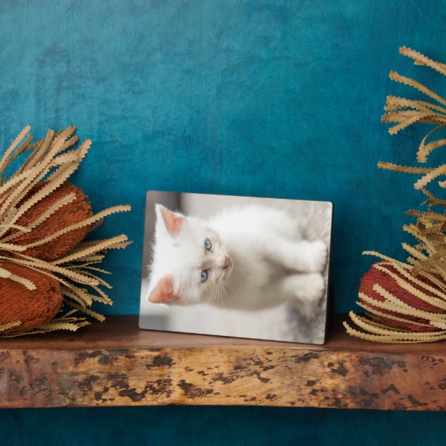 Plaque Photo Chaton blanc (Côté)