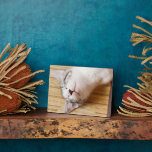 Plaque Photo Chaton couchant