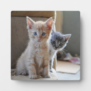 Plaque Photo Chatons curieux