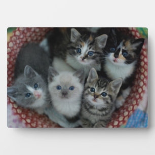 Plaque Photo Chatons Dans Un Panier