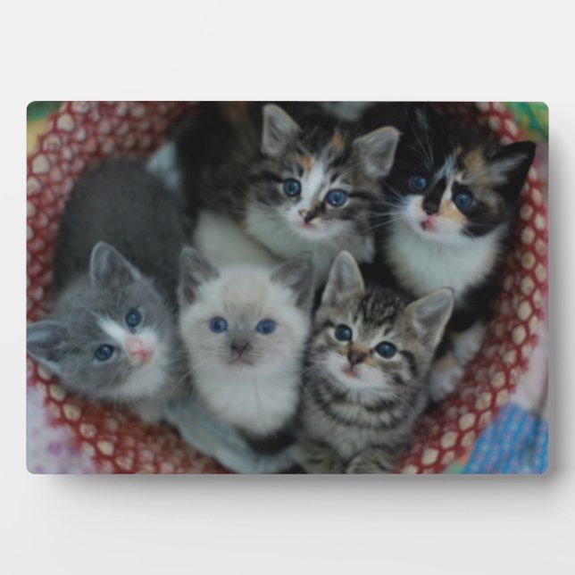 Plaque Photo Chatons Dans Un Panier (Devant)