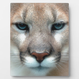 Plaque Photo Chats Chats sauvage rayure imprimée diy Anniversai
