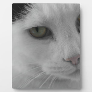 Plaque Photo Chats noir et blanc face