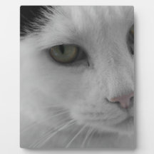 Chats noirs et blancs