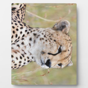 Plaque Photo Cheetah