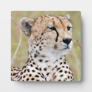 Plaque Photo Cheetah