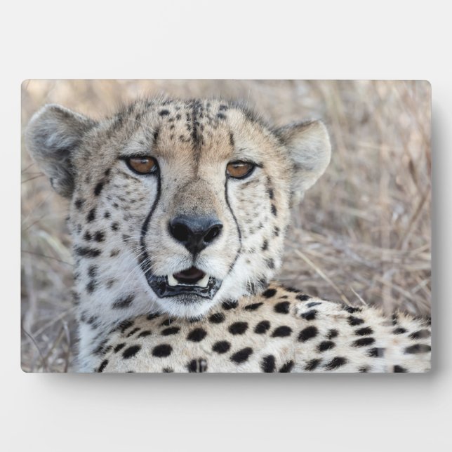 Plaque Photo Cheetah Portrait (Devant)