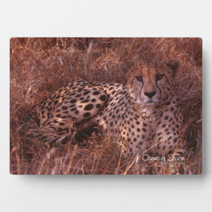 Plaque Photo Cheetah Stare