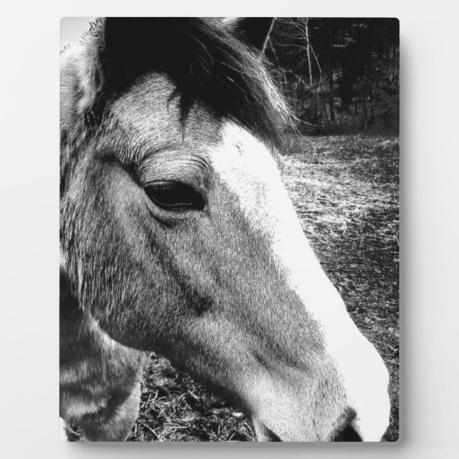 Plaque Photo Cheval (Devant)