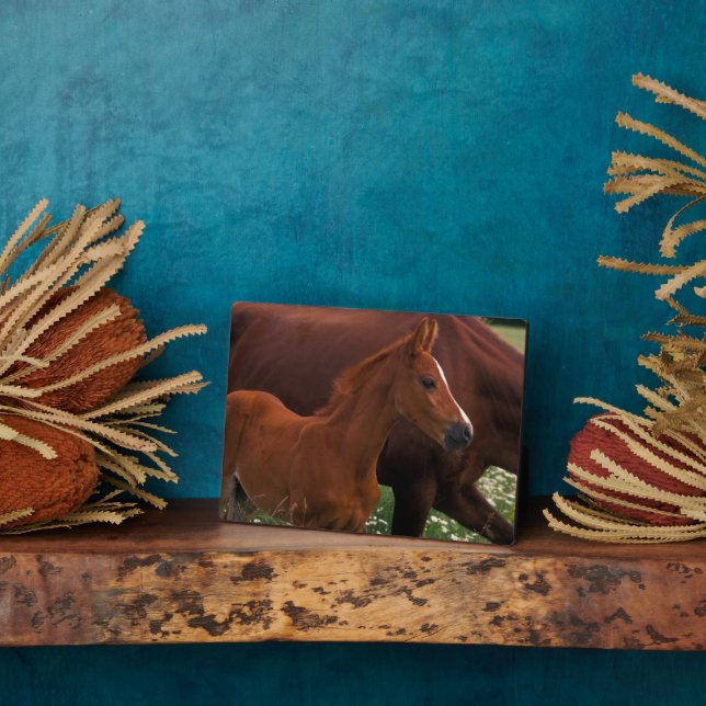 Plaque Photo Cheval arabe près de sa mère (Côté)