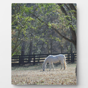 Plaque Photo Cheval blanc dans les arbres