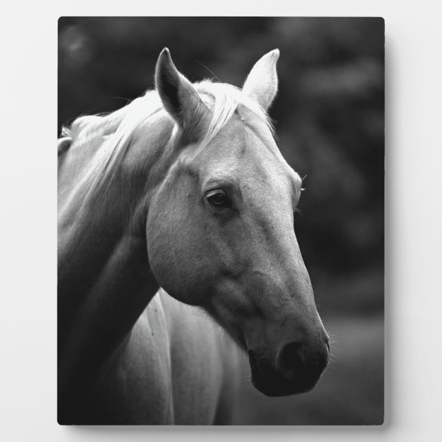 Plaque Photo Cheval blanc noir (Devant)