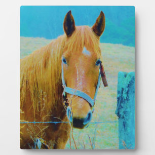 Plaque Photo Cheval bleu Denim teinté