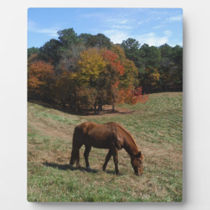 Plaque Photo Cheval Brown avec arbres à automne