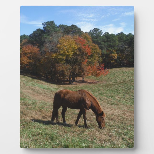 Plaque Photo Cheval Brown avec arbres à automne (Devant)