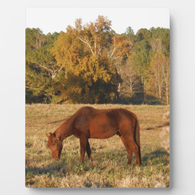 Plaque Photo Cheval Brown dans le champ d'arbre jaune (Devant)