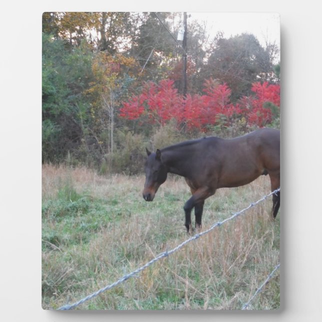 Plaque Photo Cheval Brown dans les arbres d'automne rouges (Devant)