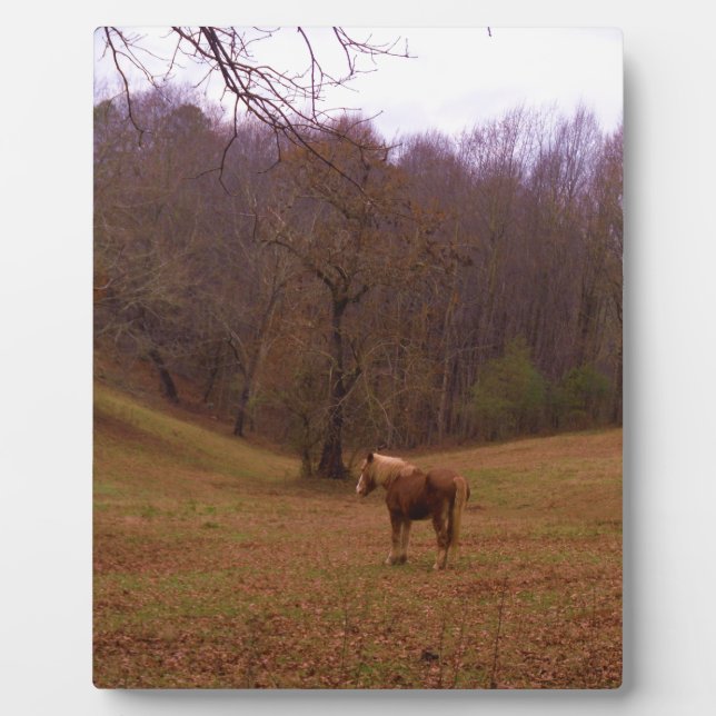 Plaque Photo Cheval Brown et blond dans un champ (Devant)