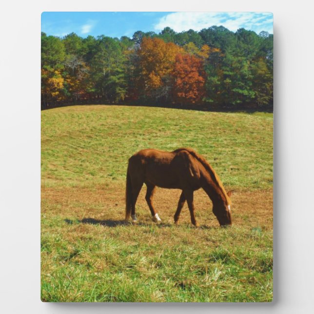 Plaque Photo Cheval Brown rouge dans les arbres d'automne (Devant)